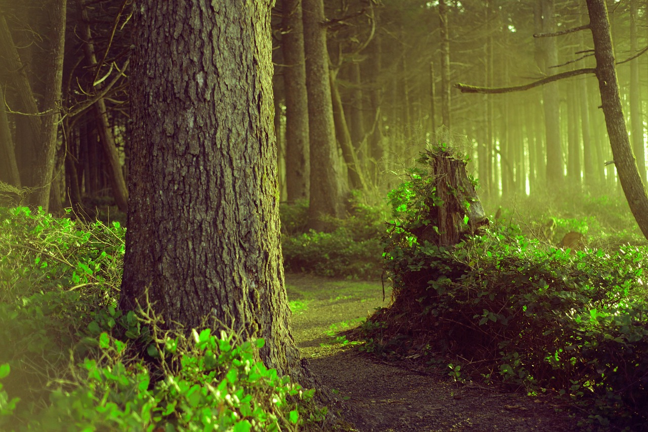 Sunlight filtering through old growth forest canopy