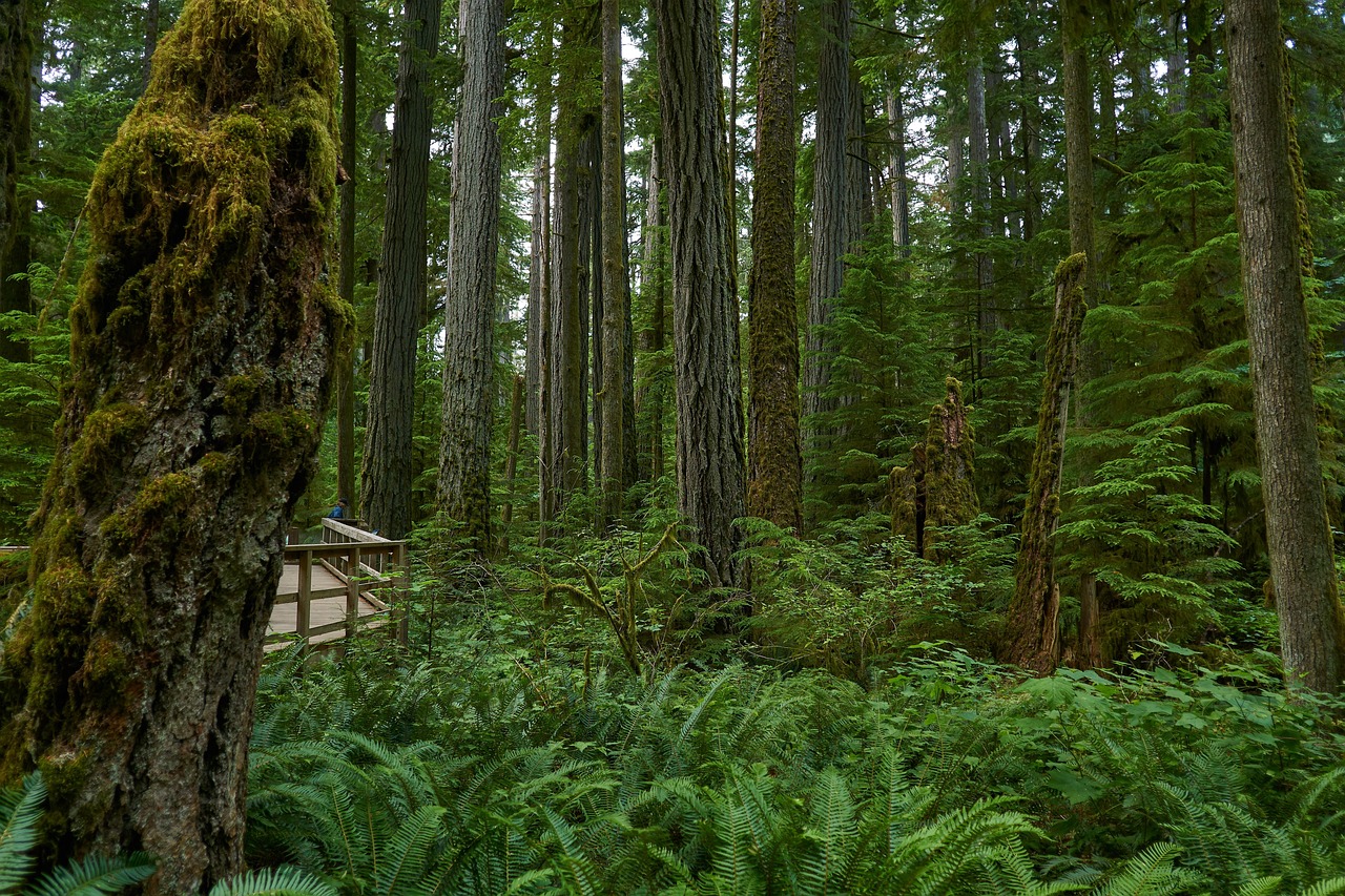 Old growth temperate rainforest, moss-draped trees